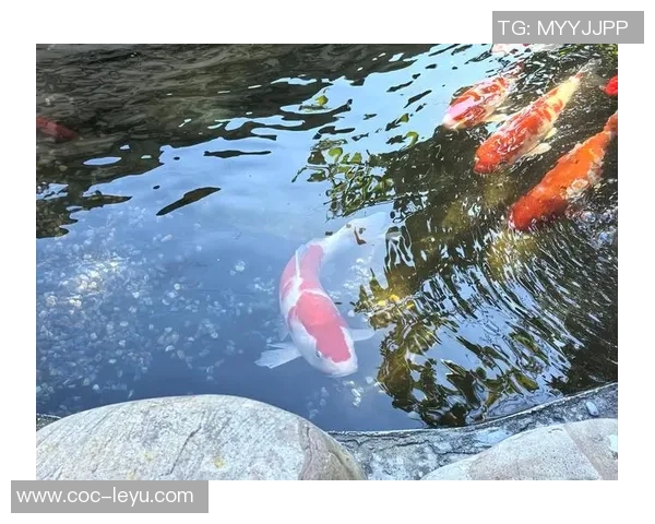 徐新自称阳光球迷称其锦鲤认为好运来自于不做亏心事